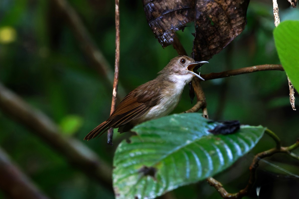 Sulawesi Babbler - ML644369212