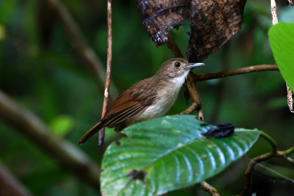 Sulawesi Babbler - ML644369215