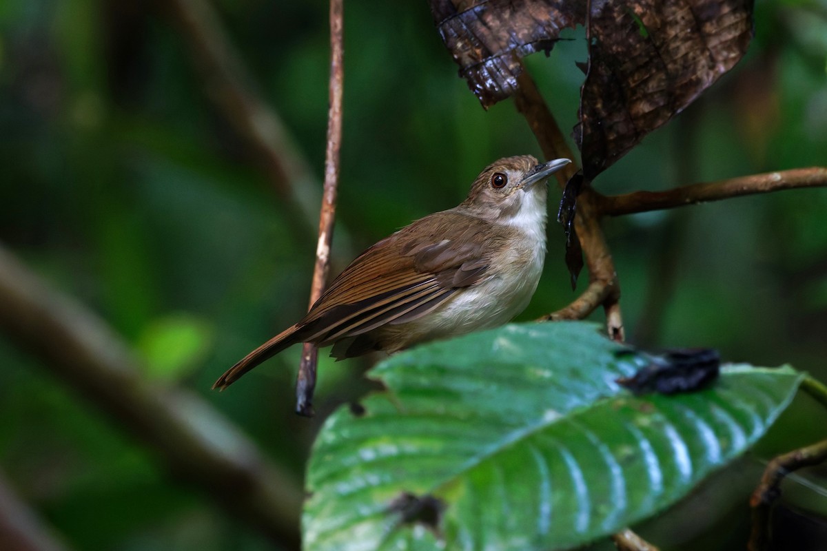 Sulawesi Babbler - ML644369216