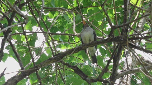 Blacksmith Thrush - ML644369222