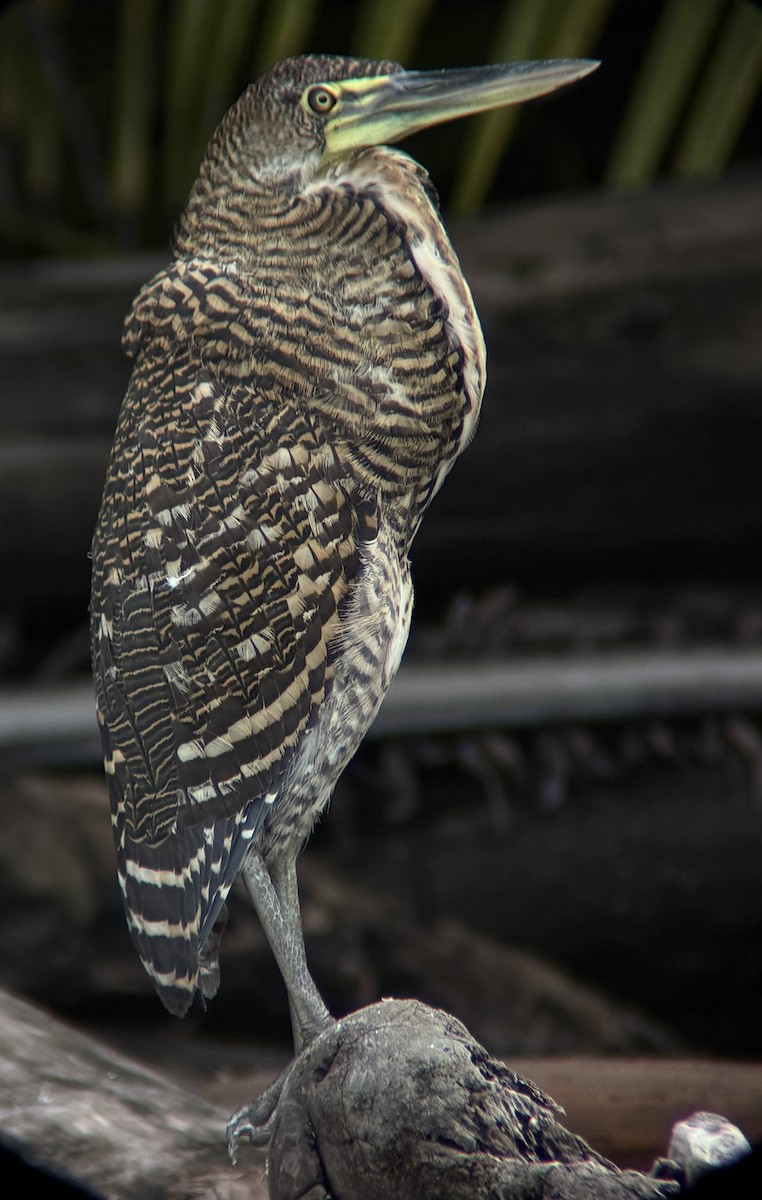Bare-throated Tiger-Heron - ML644369223