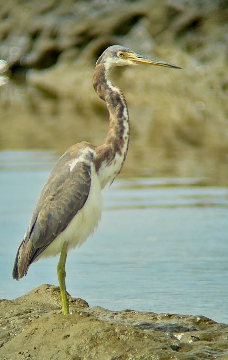 Tricolored Heron - ML644369233