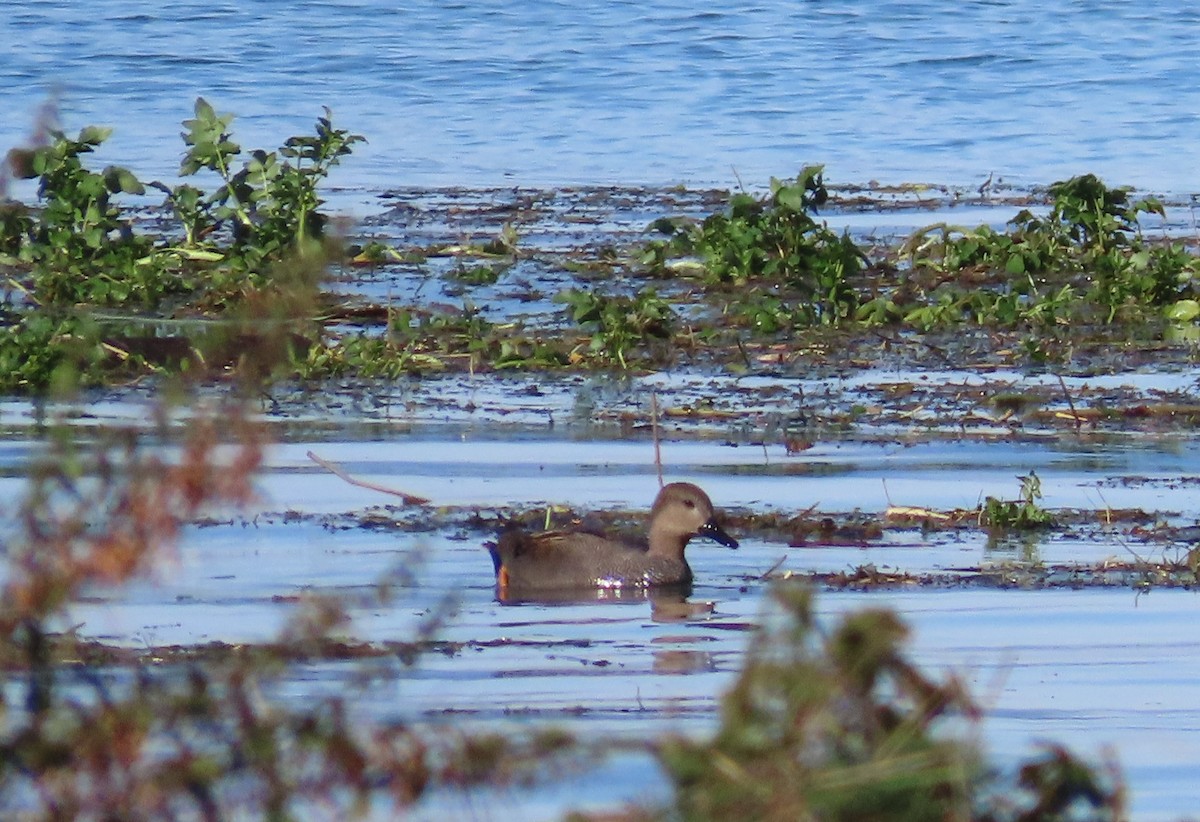 Ánade Friso - ML644369251