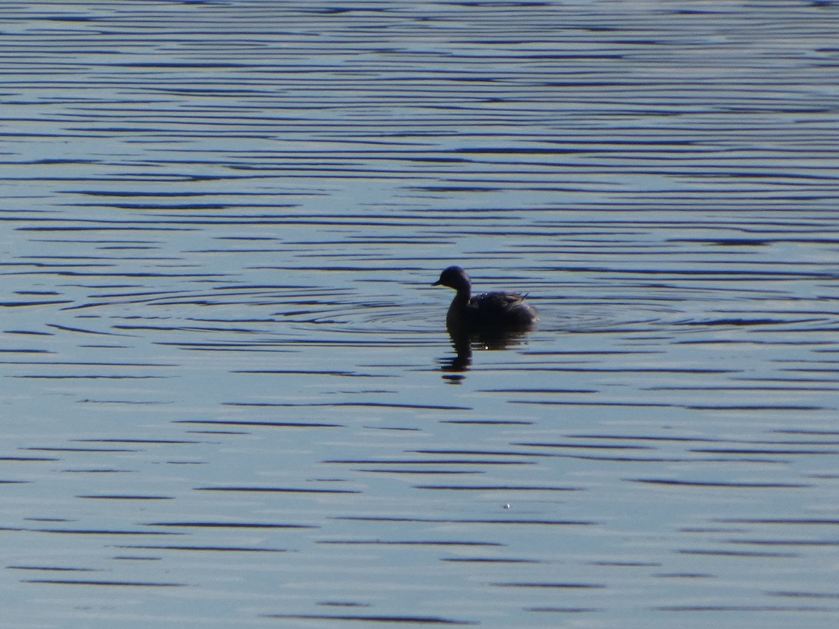 Zampullín Canoso - ML644369268