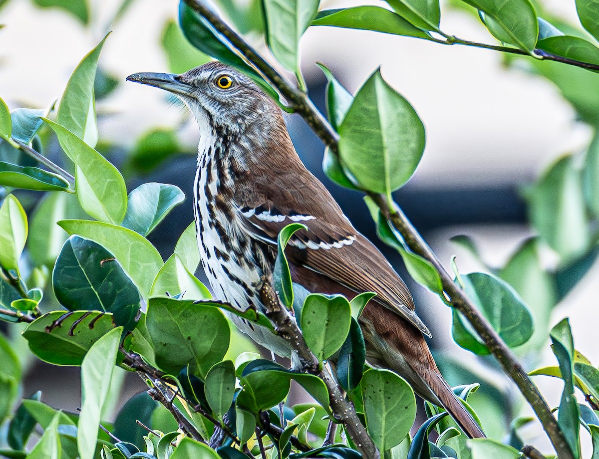 brunspottefugl - ML644369273