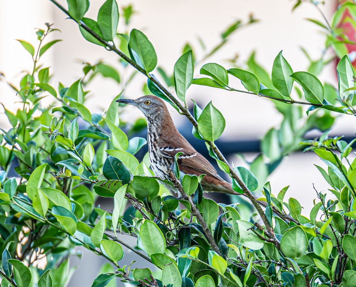 brunspottefugl - ML644369274