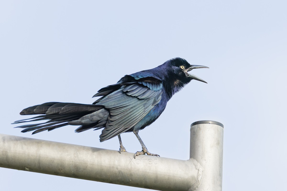 Great-tailed Grackle - ML644369296