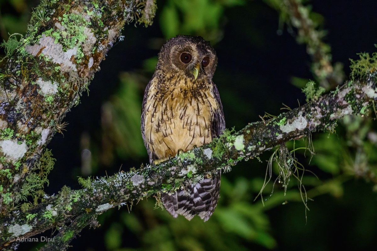 Mottled Owl - ML644369301