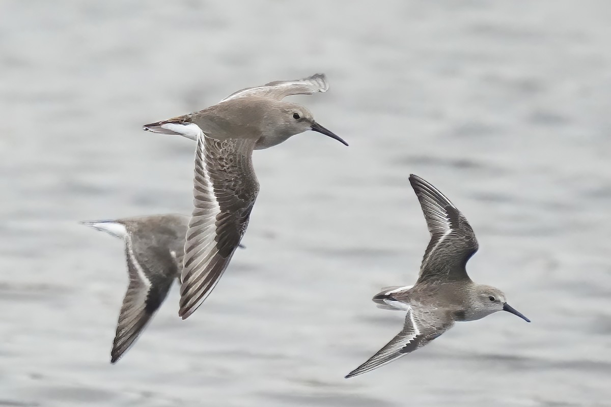 beringsnipe - ML644369306