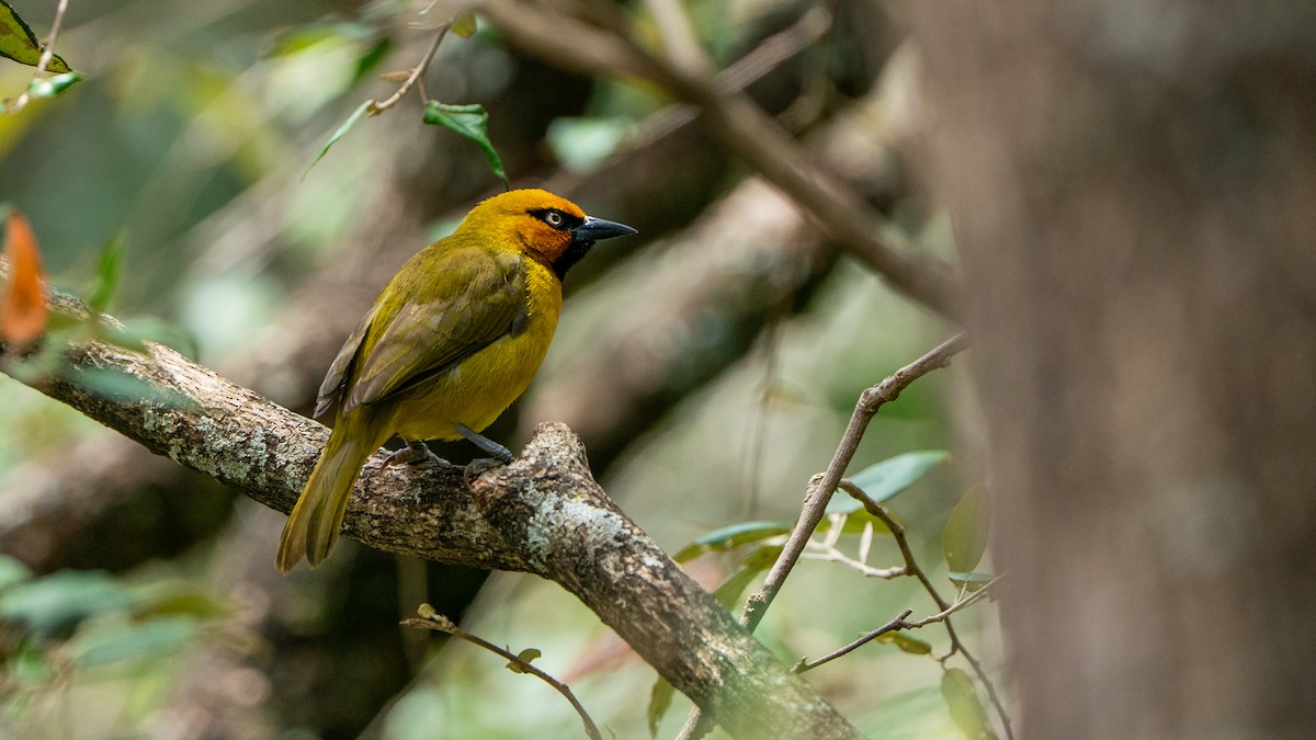 Spectacled Weaver - ML644369310