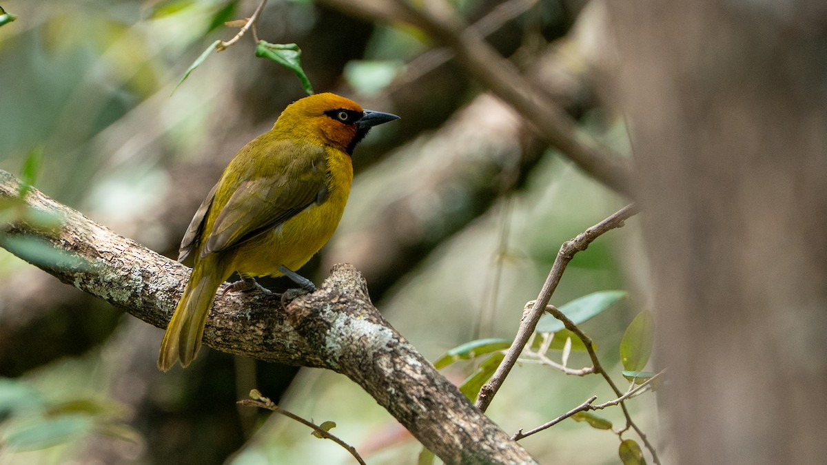 Spectacled Weaver - ML644369311
