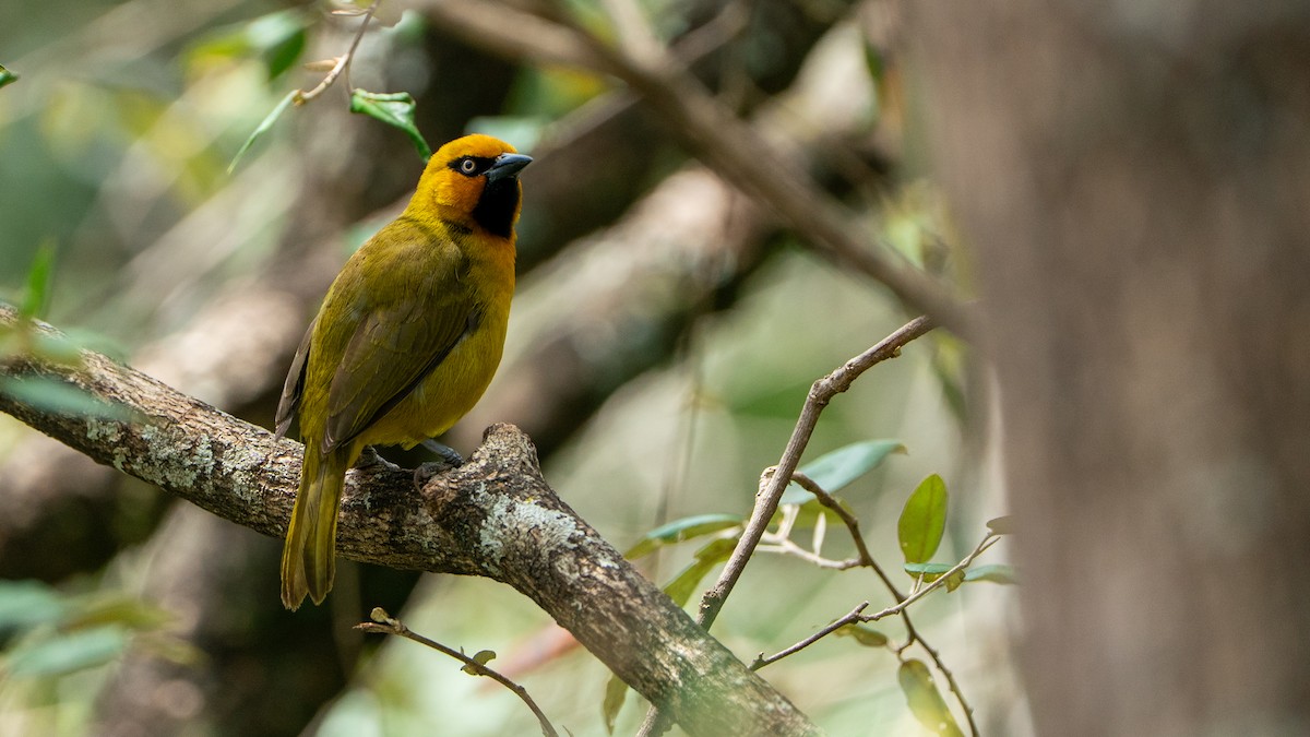 Spectacled Weaver - ML644369312