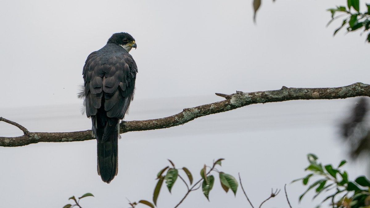 Black Goshawk - ML644369324
