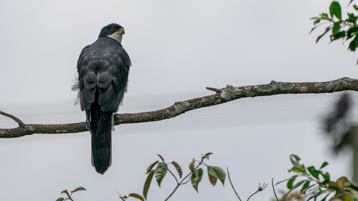 Black Goshawk - ML644369325
