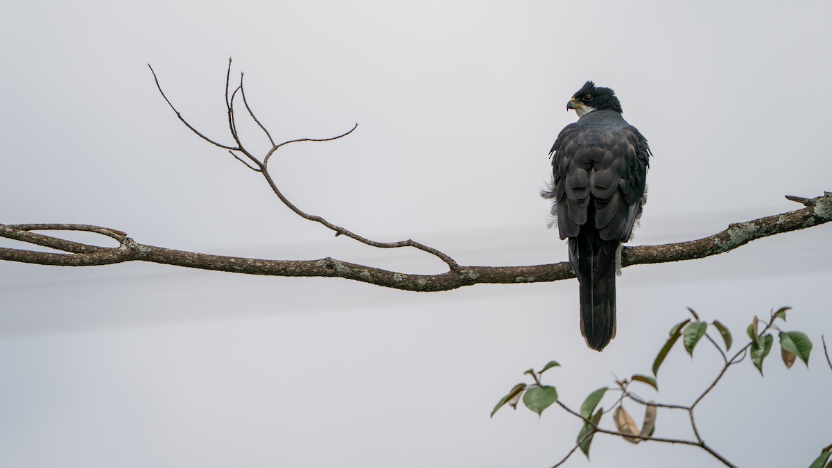 Black Goshawk - ML644369326