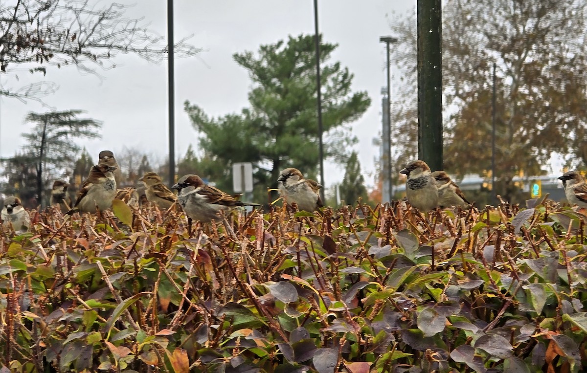 家麻雀 - ML644369327