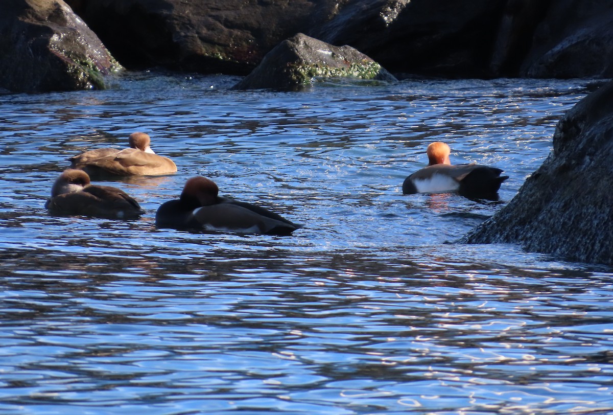 zrzohlávka rudozobá - ML644369329