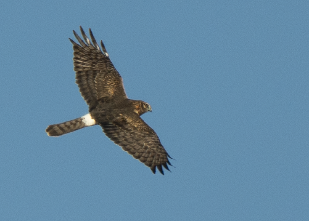 Американский лунь - ML644369339