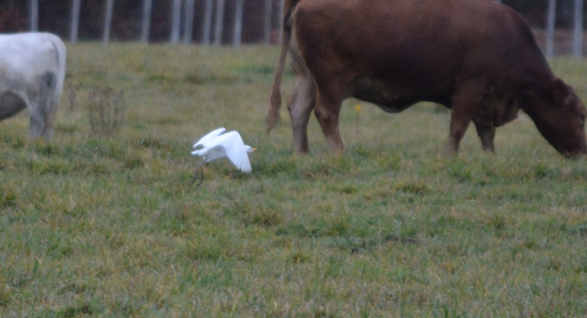 Western Cattle-Egret - ML644369346