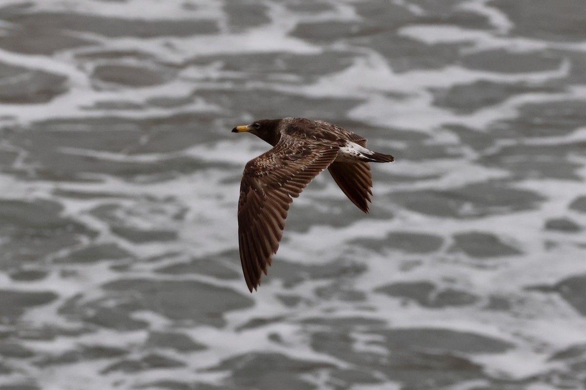 Goéland siméon - ML644369362