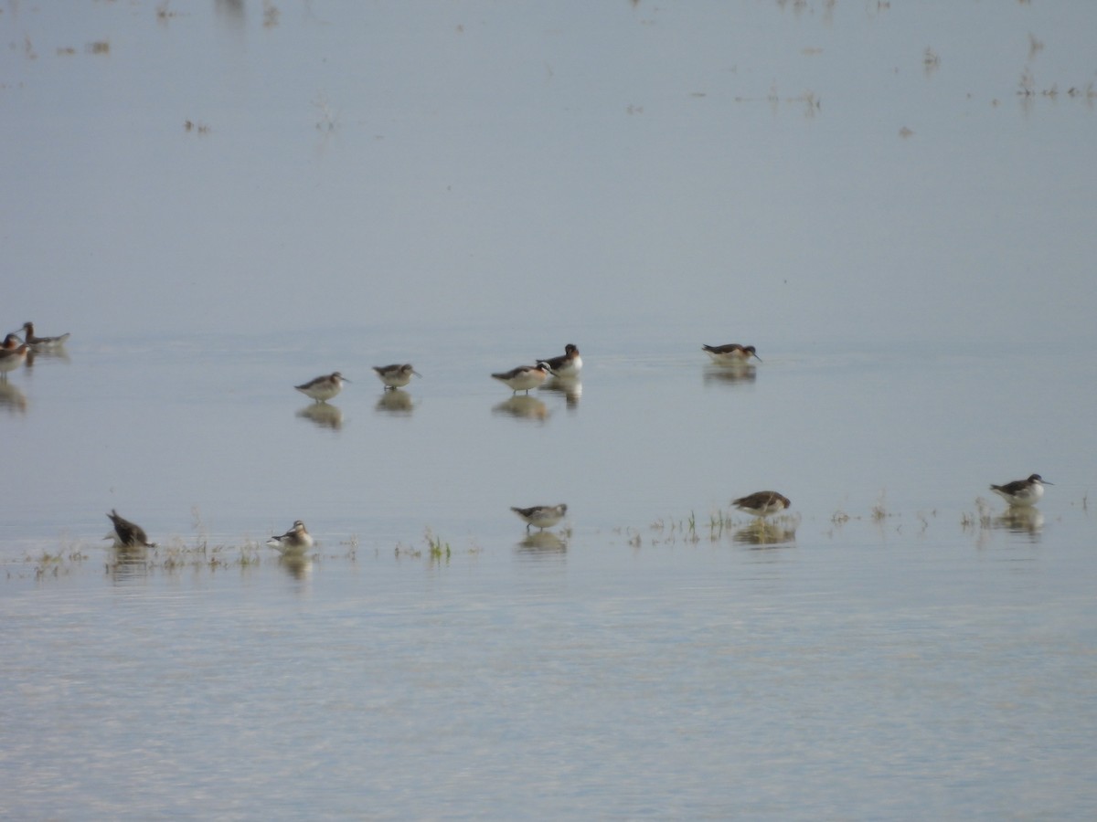 lyskonoh dlouhozobý - ML644369380