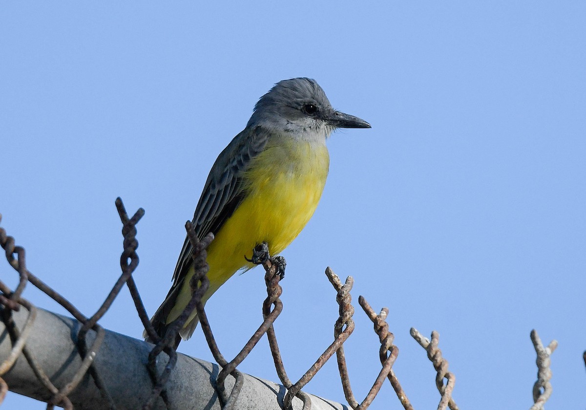 Tropical Kingbird - ML644369389