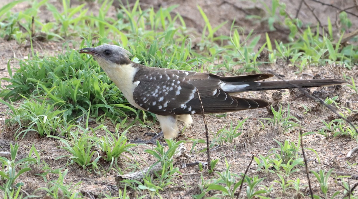 Kuku mottoduna - ML644369402