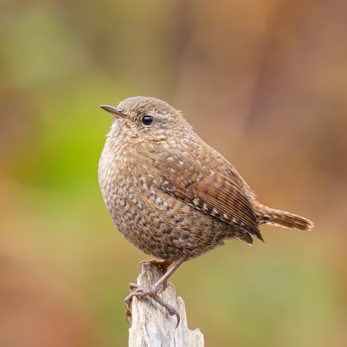 Winter Wren - ML644369409