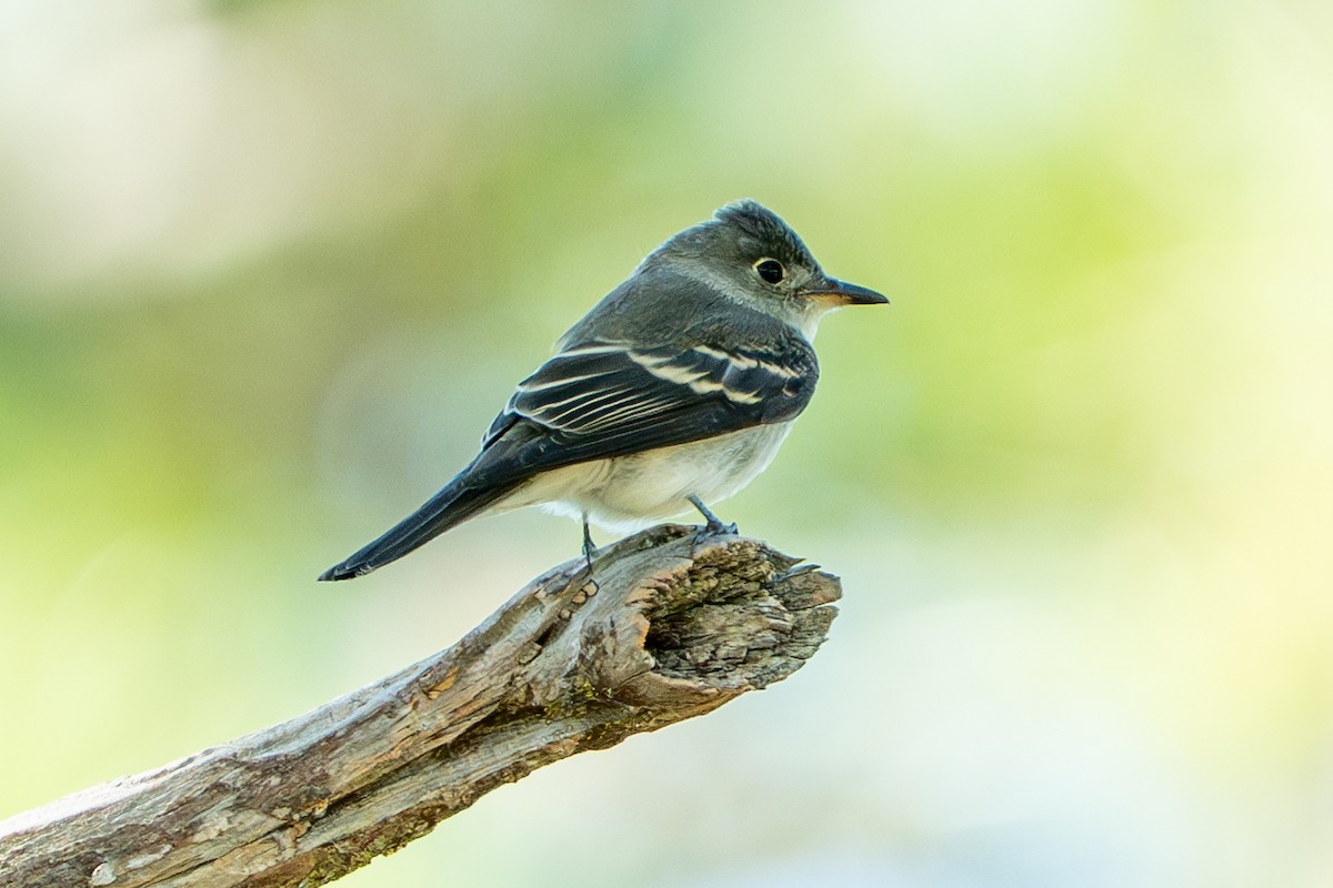 Eastern Wood-Pewee - ML644369411