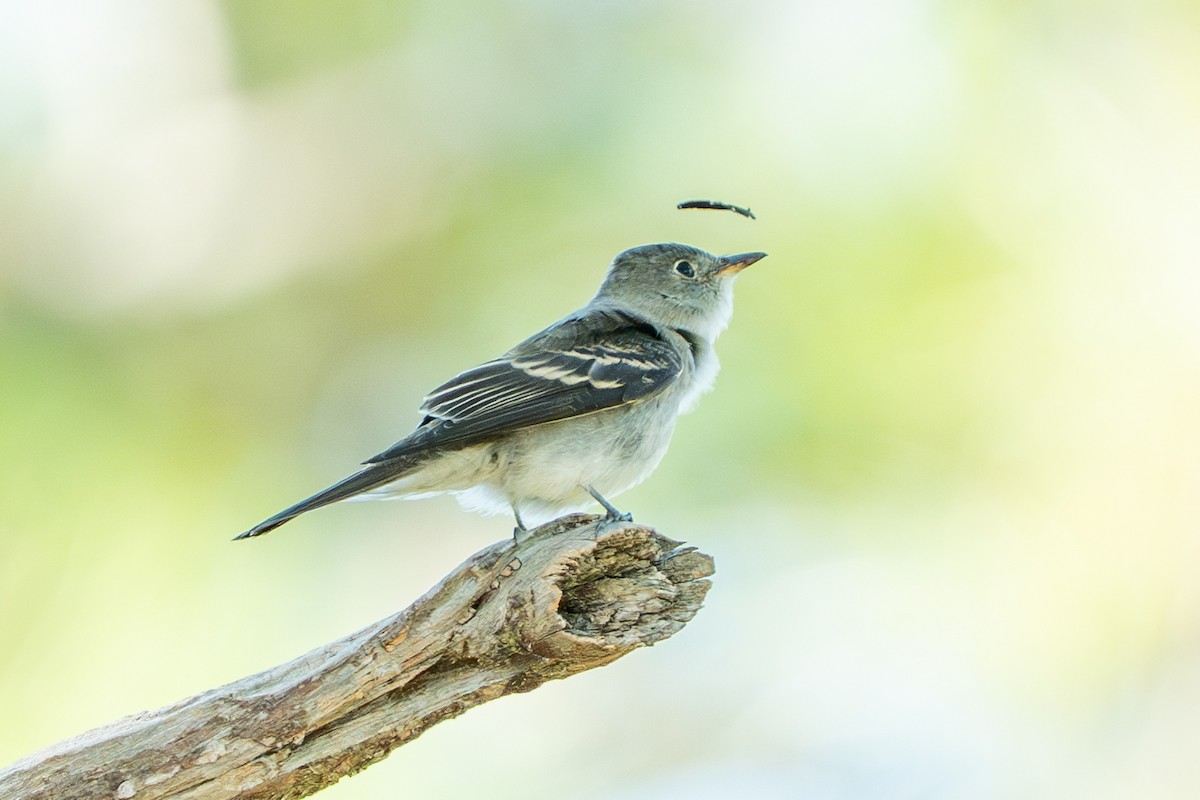 Eastern Wood-Pewee - ML644369412
