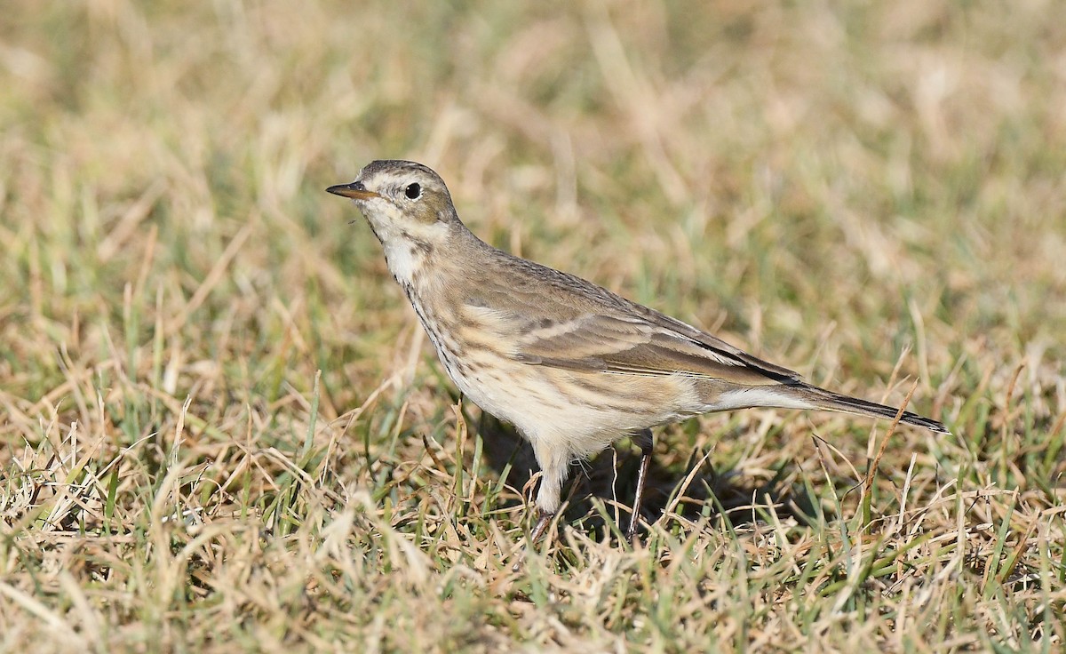 American Pipit - ML644369414