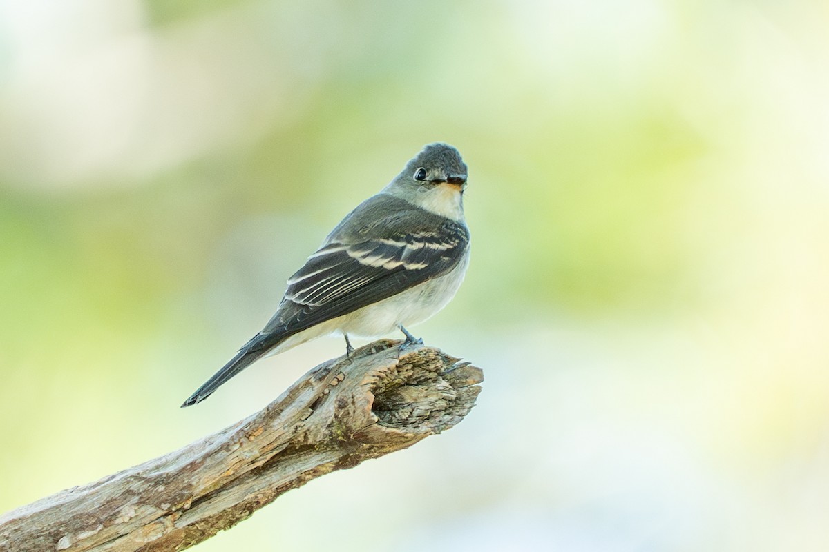 Eastern Wood-Pewee - ML644369415