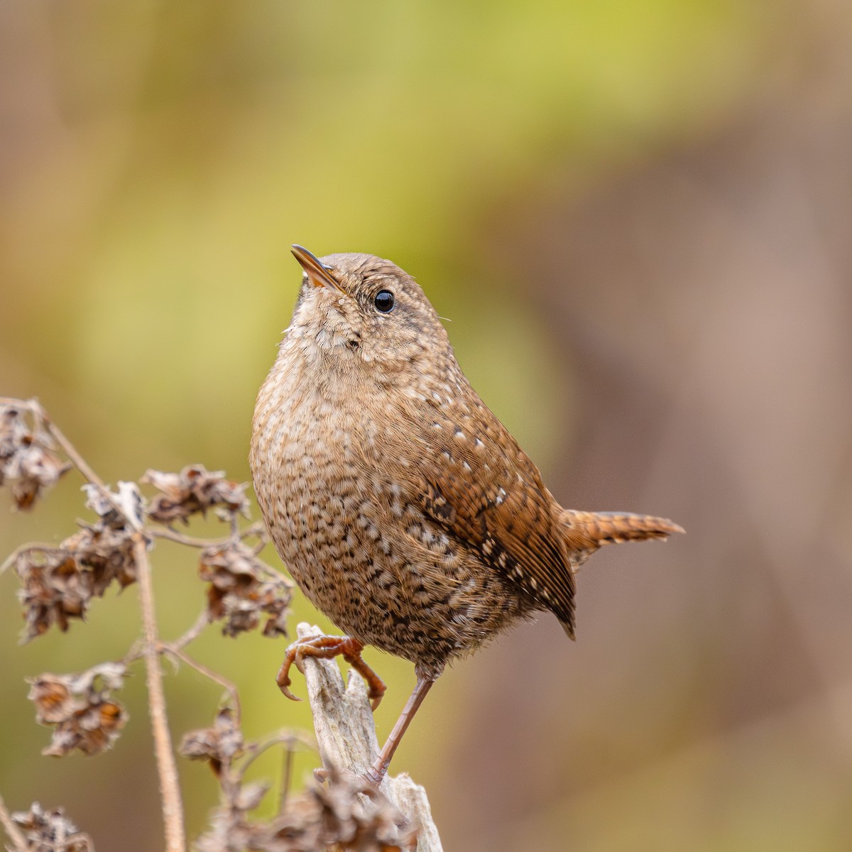 Winter Wren - ML644369418