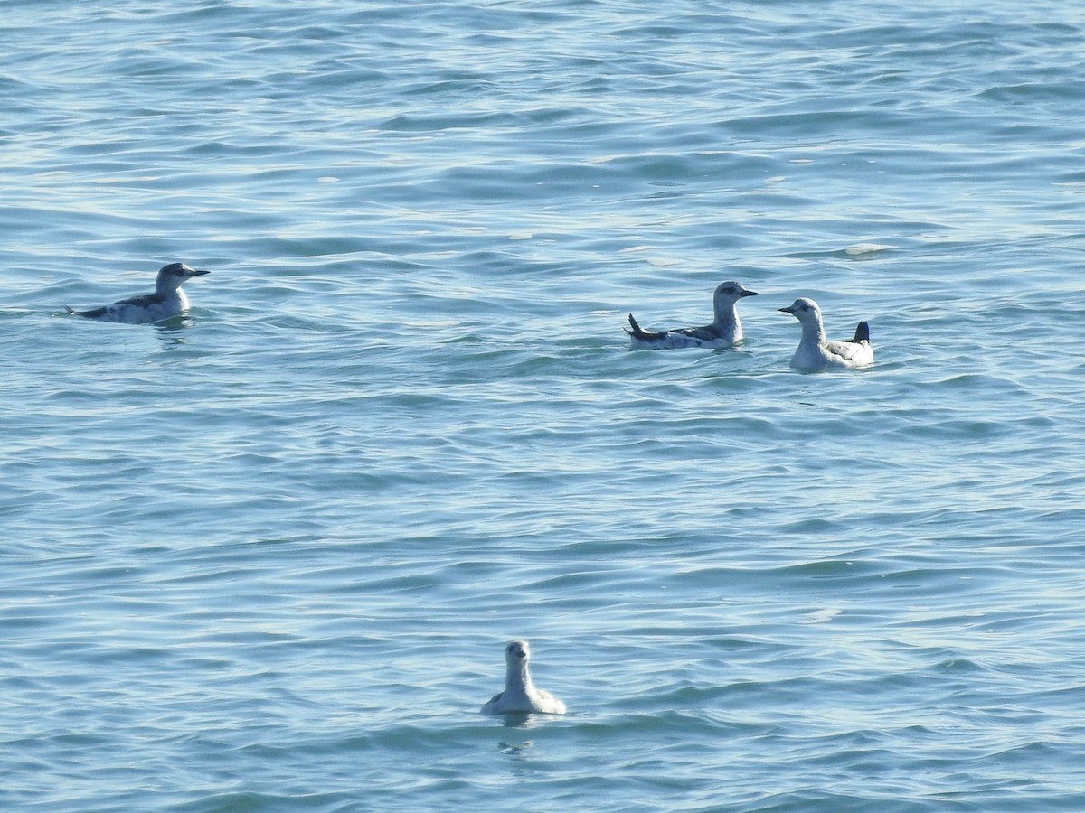 Guillemot à miroir - ML644369426
