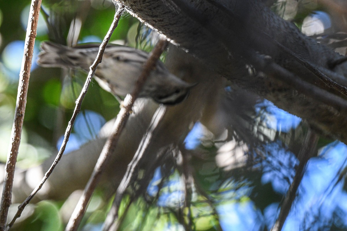 Black-and-white Warbler - ML644369432