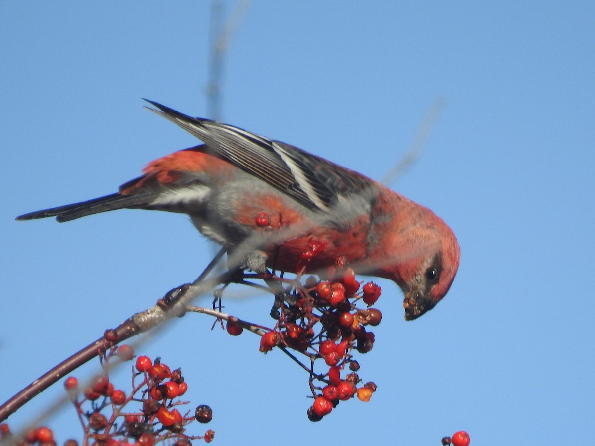 Смеречник тайговий - ML644369433