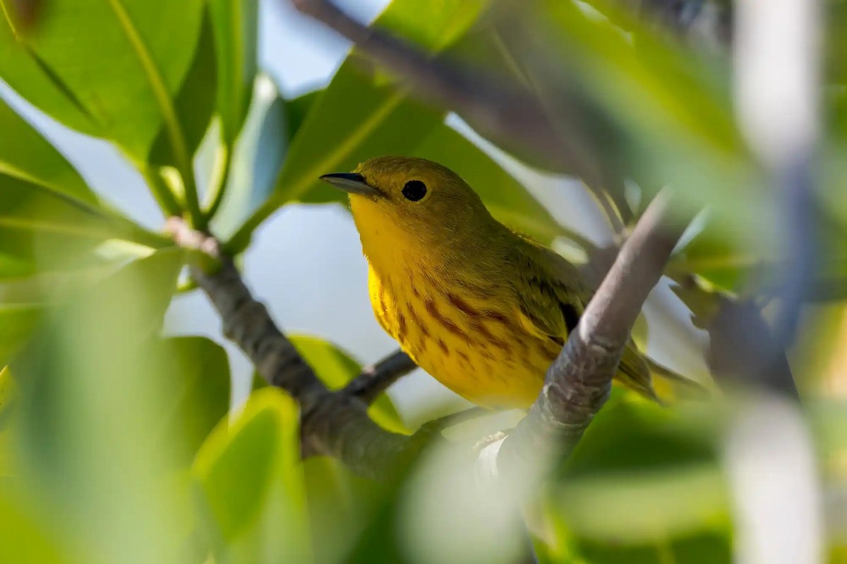 Northern Yellow Warbler - ML644369435