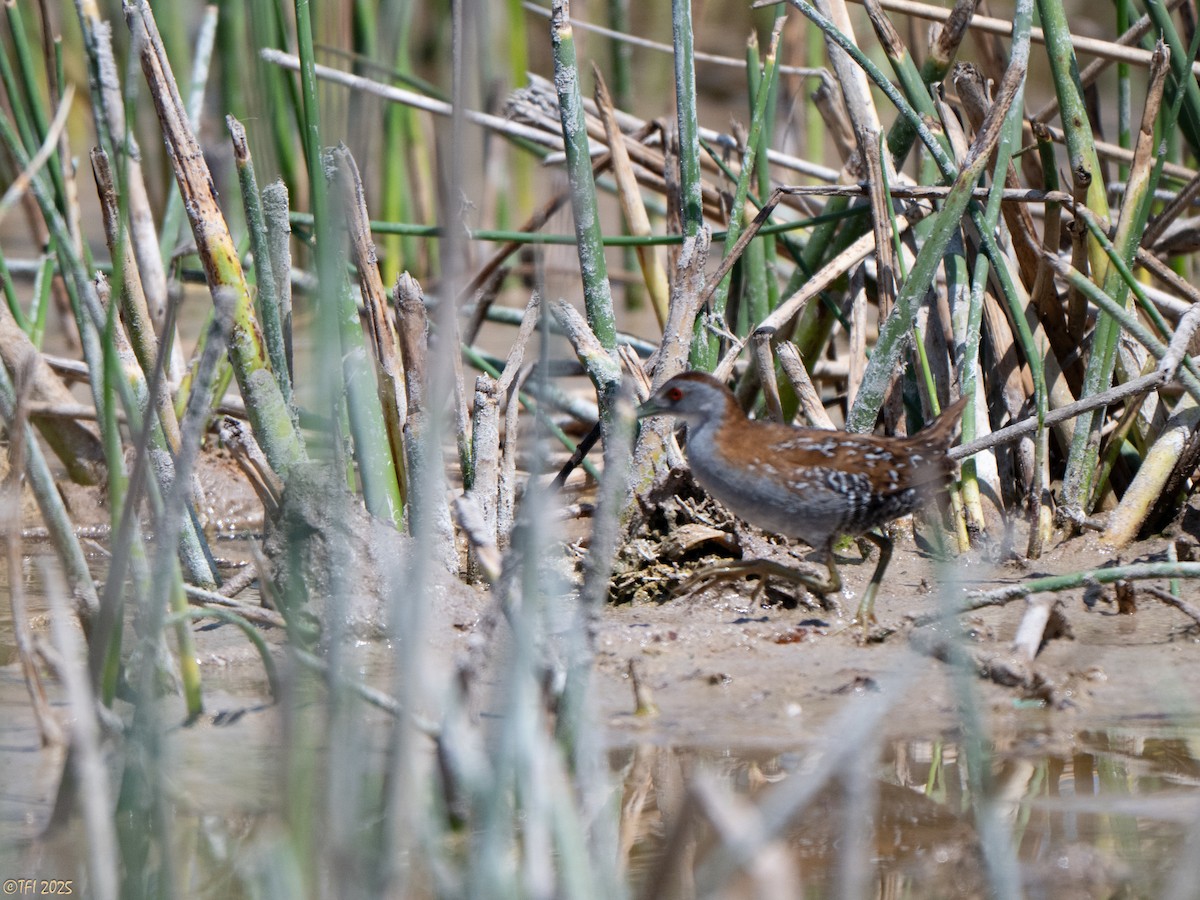 dvergrikse - ML644369440