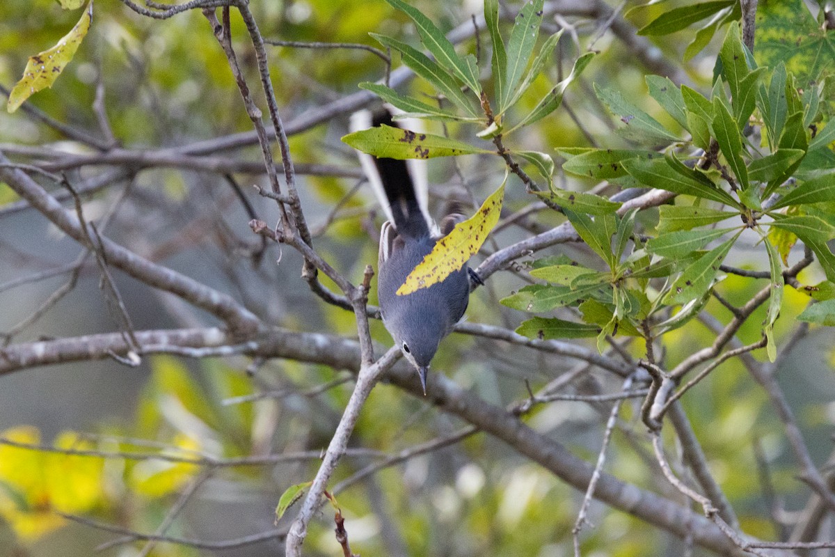 nordmyggsmett - ML644369445