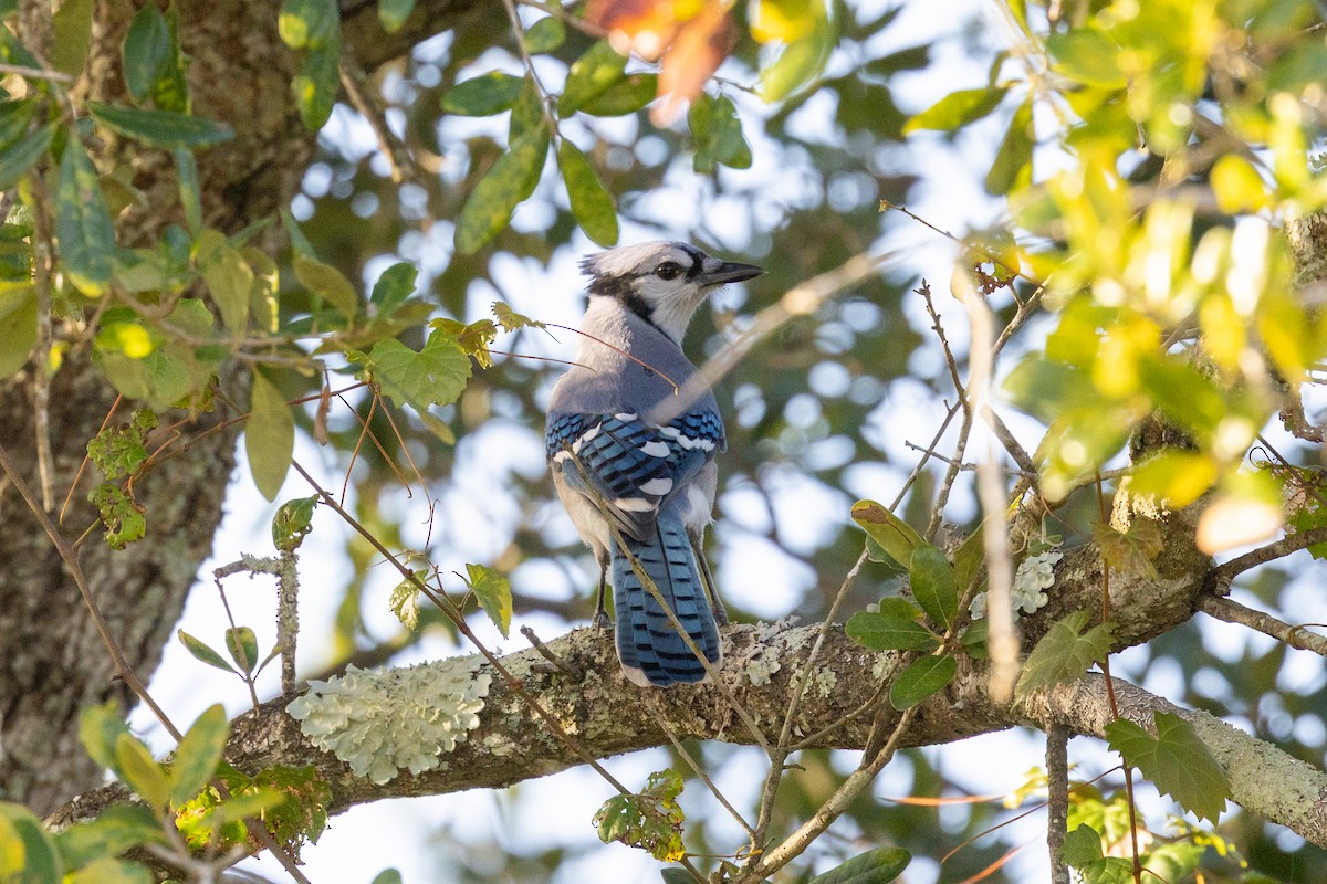 blåskrike - ML644369448