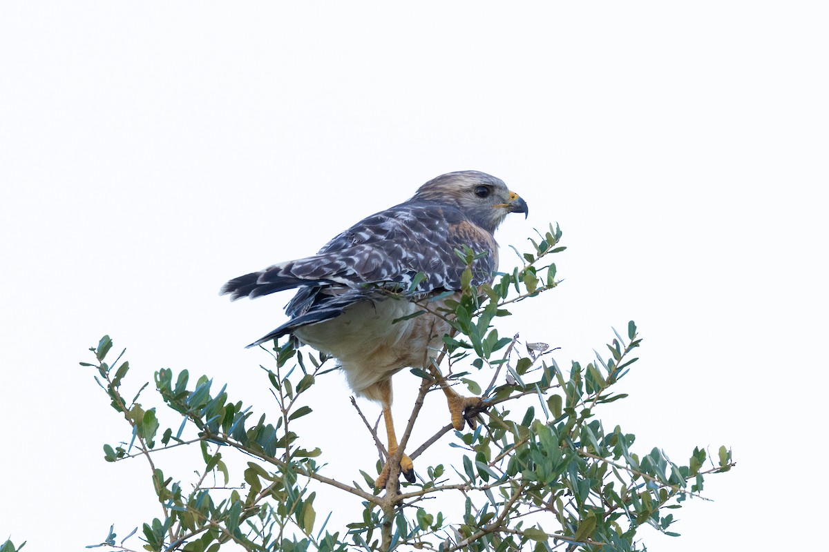 rødvingevåk - ML644369455