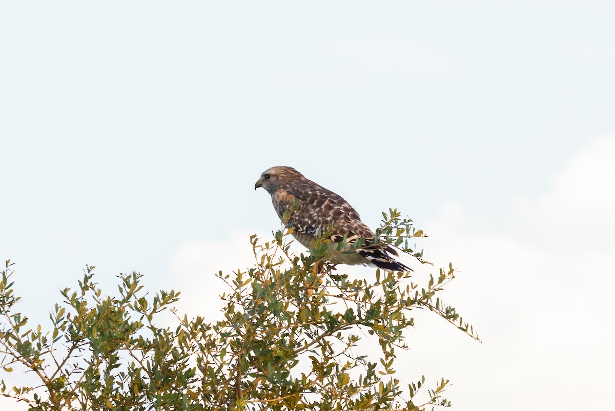 rødvingevåk (extimus) - ML644369467