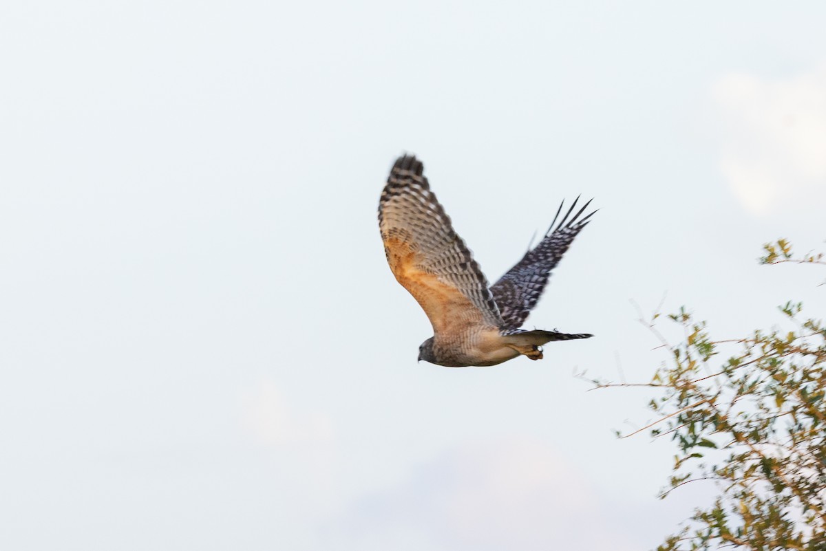 rødvingevåk (extimus) - ML644369469