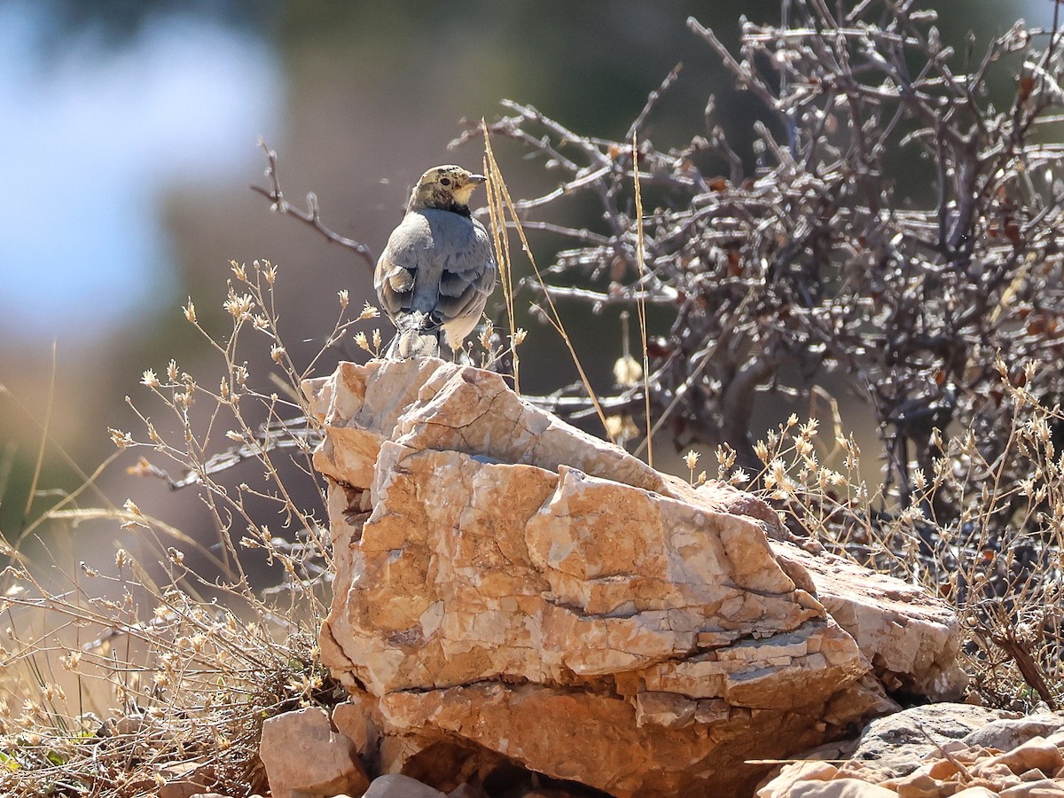 ハマヒバリ - ML644369470