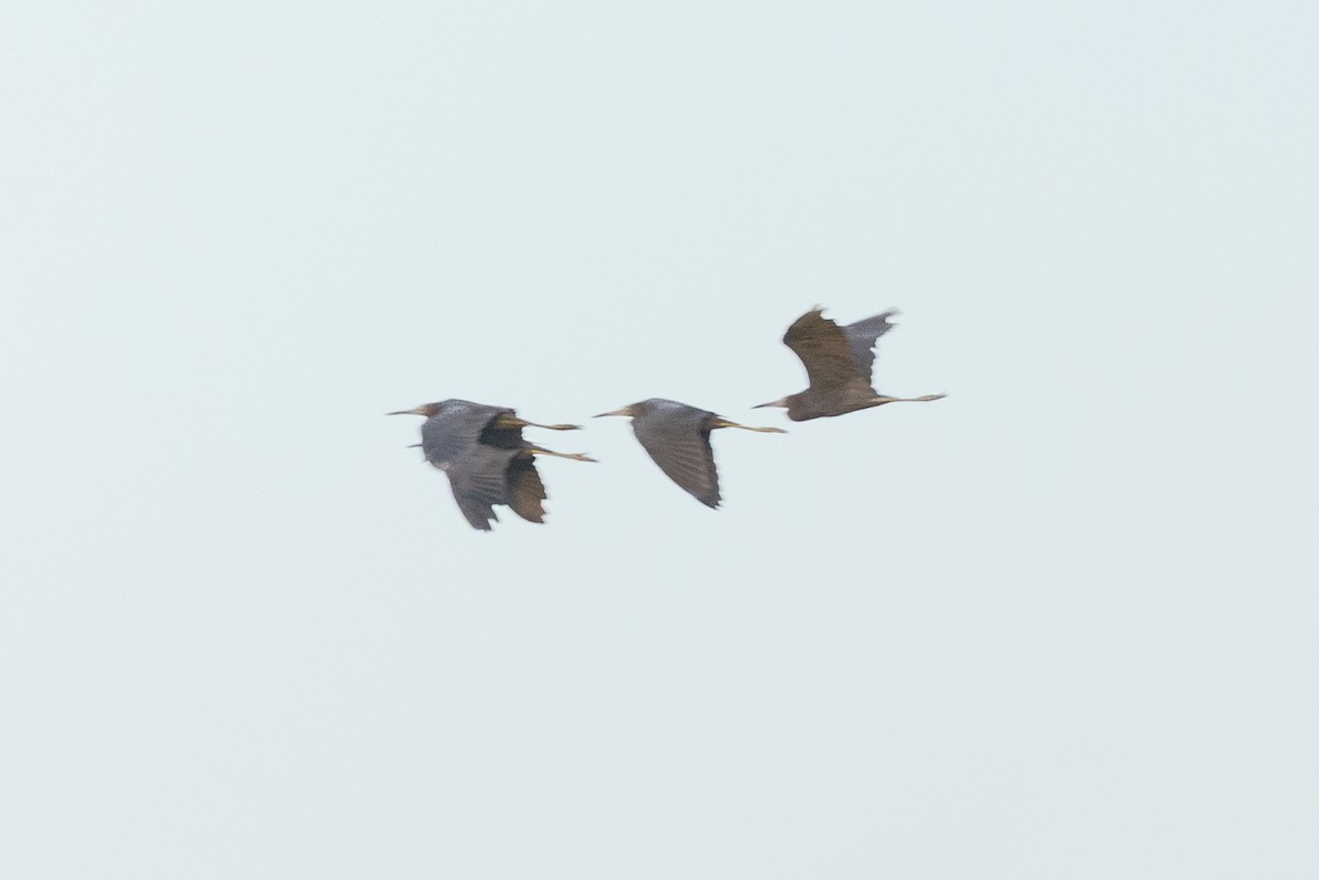 blåhegre - ML644369471