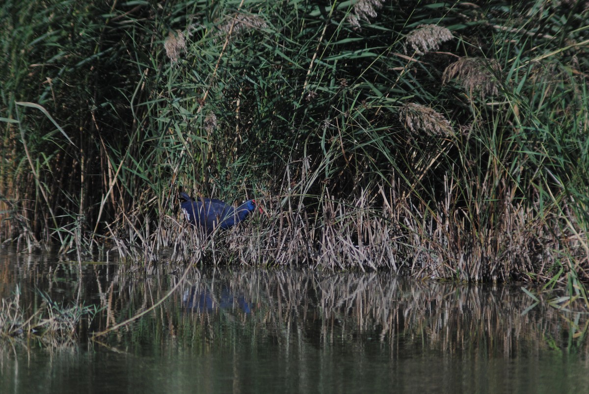 セイケイ - ML644369473