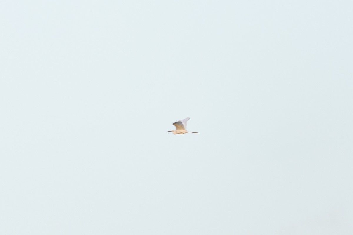 snøhegre - ML644369478