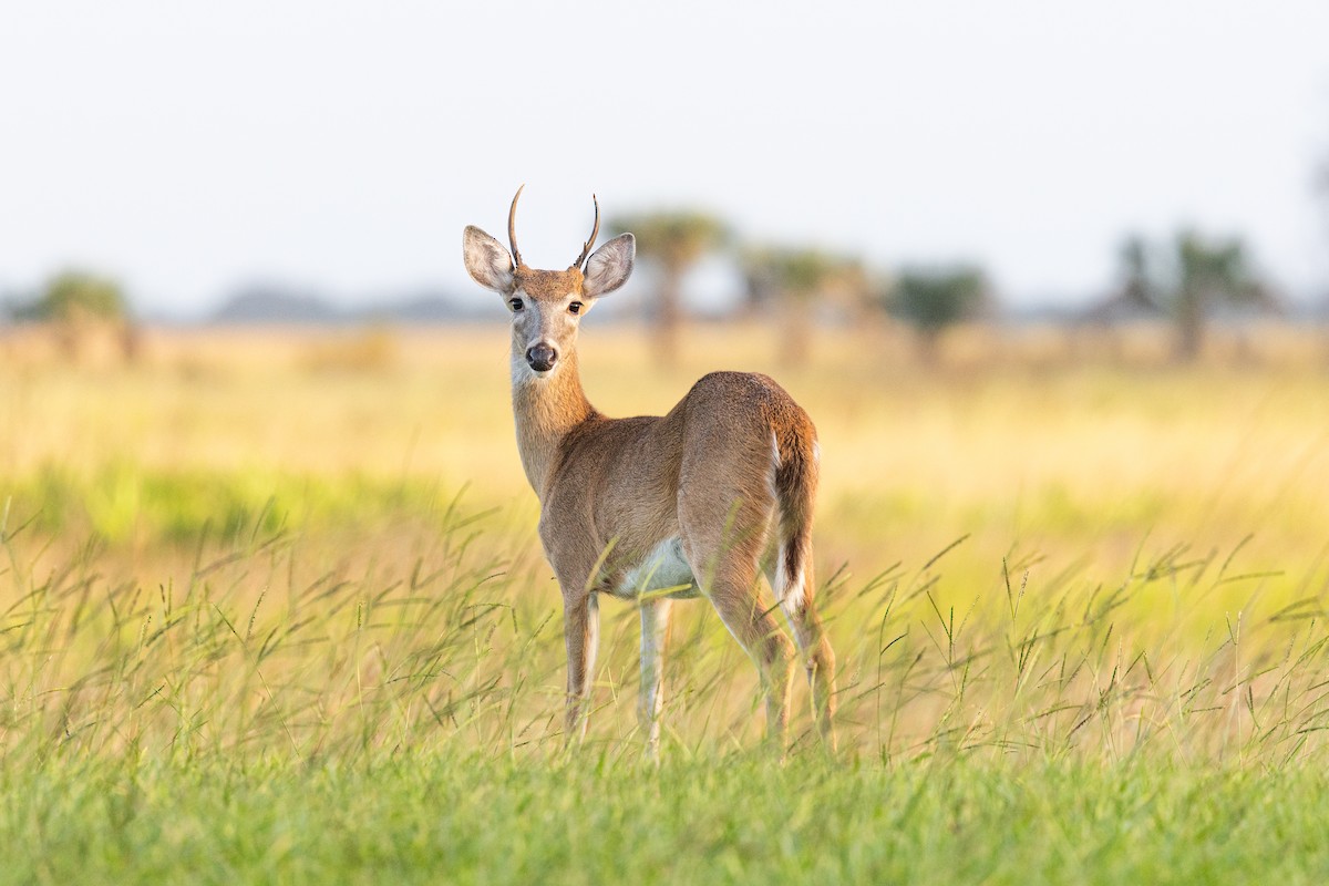 Animals - ML644369482