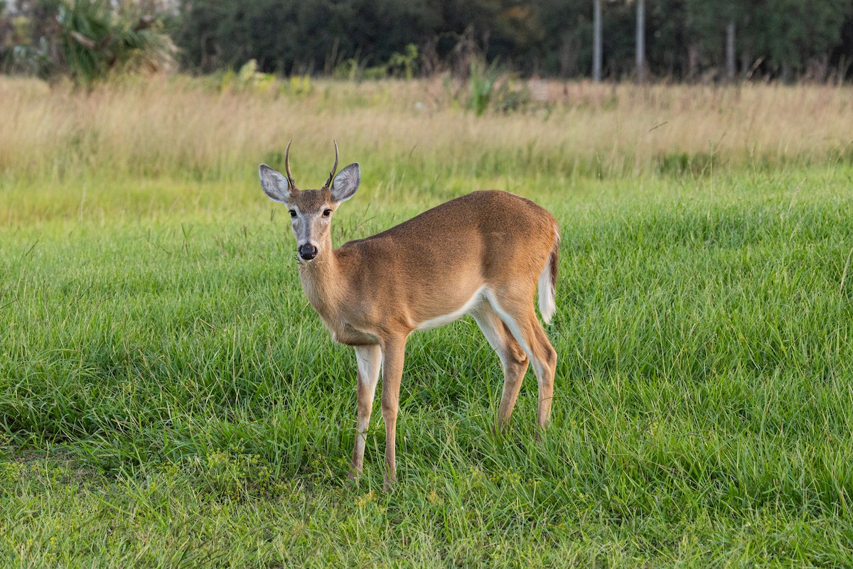 Animals - ML644369484