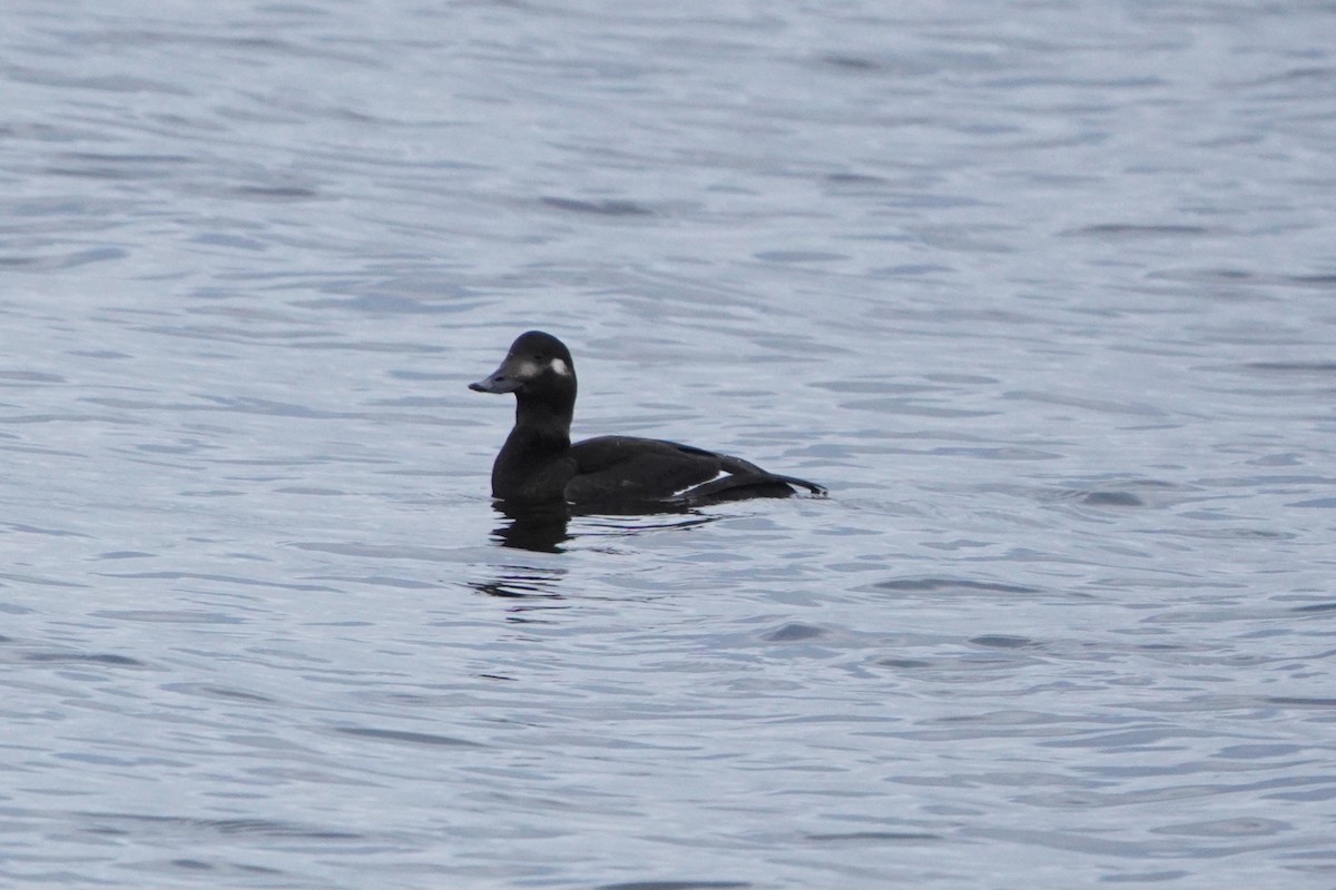 Macreuse brune - ML644369488